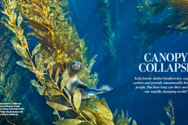 Naturally good: Lessons in content licensing from the National Wildlife Federation